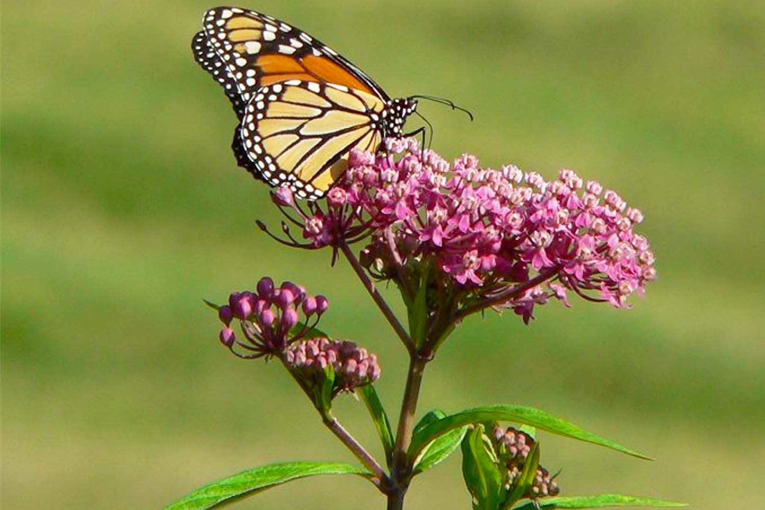 Asclepias incarnata - Swamp Milkweed SuffolkHydroseeding.com 